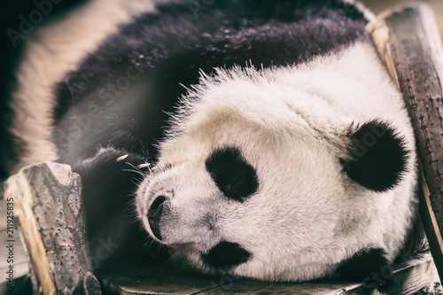 Plakat Gigantyczna panda (Ailuropoda melanoleuca)