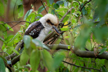 Dacelo novaeguineae - Laughing Kookaburra big kingfisher sitting on the branch in green forrest