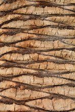 Palm Tree Bark