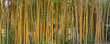 Schöner Bambuswald im Park der Villa Carlotta am Comer See