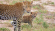 Female Leopard & Cub 