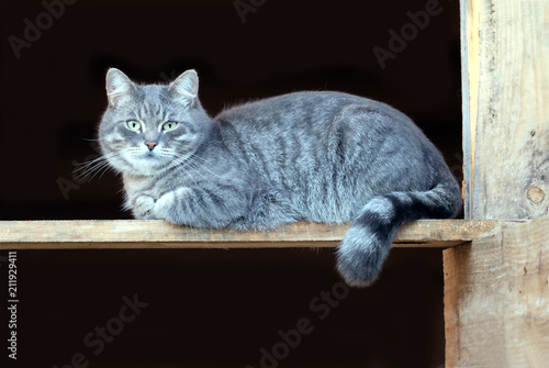 Beautiful Big Fluffy Gray Striped Domestic Cat Sitting On Wooden Board On Black Background And Lookin To Camera Side View Closeup Buy This Stock Photo And Explore Similar Images At Adobe