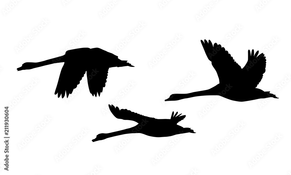Set of three silhouettes of flying swans - vector - obrazy, fototapety, plakaty 