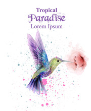 Watercolor Humming Bird Vector. Tropic Paradise Colorful Birds. Colorful Paint Stains Splash