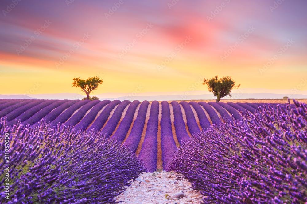 Beautiful sunset lavender field - obrazy, fototapety, plakaty 