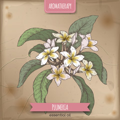 Wall Mural - Plumeria rubra aka Frangipani branch color sketch on vintage ackground.