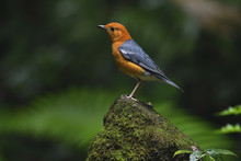 Orange-headed Thrush Bird China