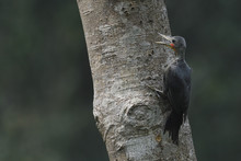 Great Slaty Woodpecker Bird China