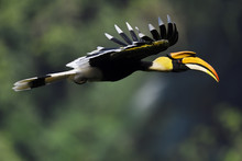Great Hornbill Bird Flying In China