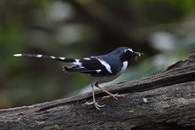 Slaty-backed Forktail Bird Sitting In China