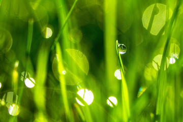 Wall Mural - Drops of dew on the beautiful green grass, background close up