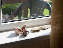 Sea Shells And Stones On The Windowsill