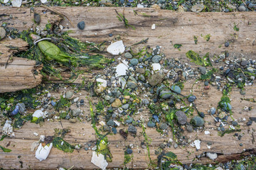 Wall Mural - Rocks And Shells Background