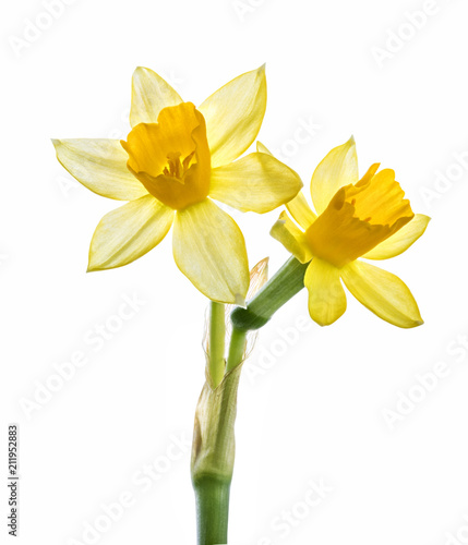 Fotomural Fresh narcissus isolated on white background. Clipping path