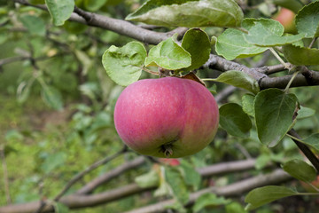 Branch with red apple and green leaves in the garden