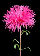 Wall Mural - Gorgeous Pink Aster on Black Background