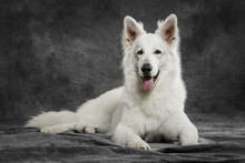 Studio Portrait Of A Nice White Swiss Shepherd Dog Against Neutral Background