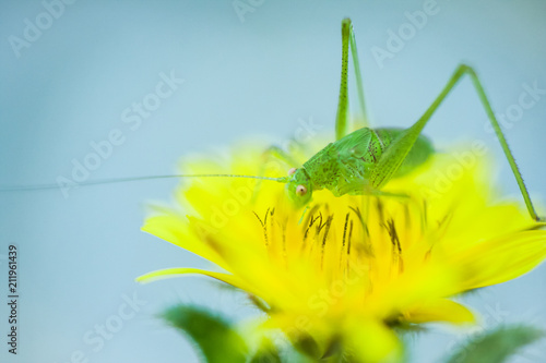 Sauterelle Verte Sur Fleur Jaune Buy This Stock Photo And