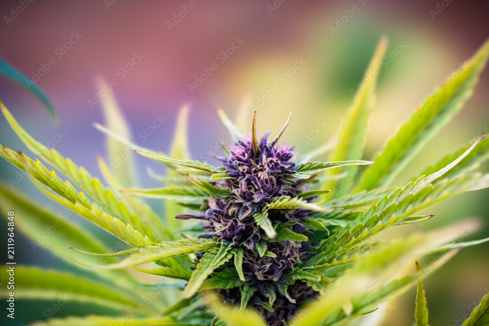Outdoor Cannabis Flowers - obrazy, fototapety, plakaty 