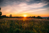 Fototapeta Zachód słońca - Beautiful summer sunset with waving wild grass in sunlight, rural meadow or field in countryside