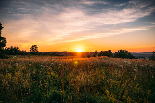 beautiful summer sunset with waving wild grass in sunlight, rural meadow or field in countryside