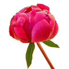 Poster - flower red peony,  isolated on a white  background. Close-up. Flower bud on a stem with green leaves.