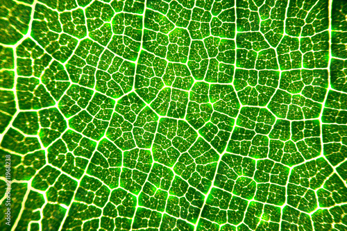 Fotomural close up glowing vein of green leave texture