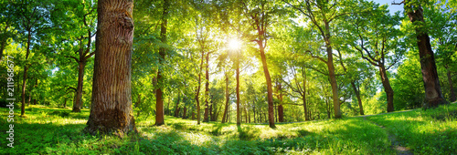 Plakat stare drzewo dębowe liści w świetle poranka z promieni słonecznych