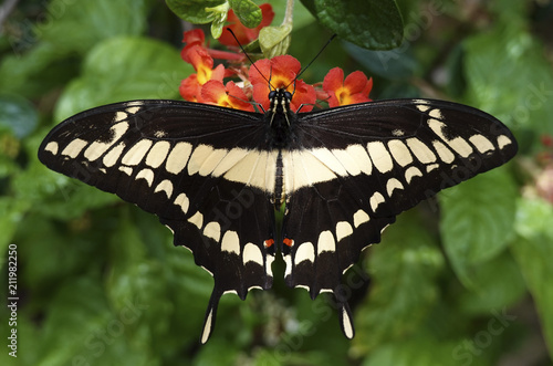 Fotografía King swallowtail (Papilio thoas)