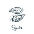 Oyster sketch vector illustration. 