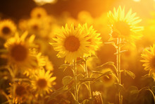 Field Of Sunflowers In Evening Backlight