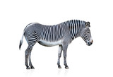 Fototapeta Konie - Zebra isolated on white