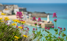 Colorful Flowers And St Ives