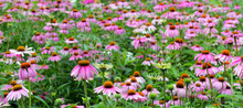 Echinacea Or Purple Coneflower Is Native To The American Grasslands And Tall Grass Prairie And Is Used In Gardening But Also As An Herb To Help Build Immune System