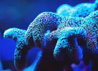 Wall Mural - Corals in a marine aquarium.