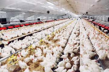 Wall Mural - Indoors chicken farm, chicken feeding