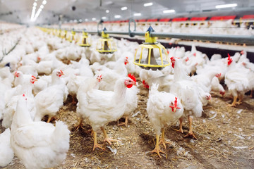 Wall Mural - Indoors chicken farm, chicken feeding