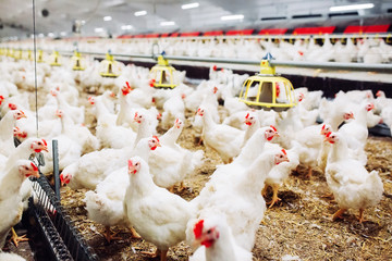 Wall Mural - Indoors chicken farm, chicken feeding