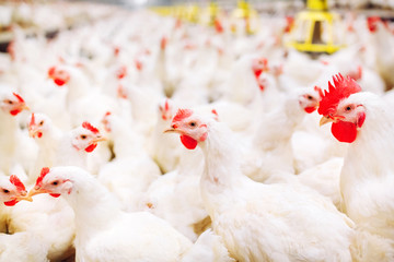 Wall Mural - Indoors chicken farm, chicken feeding