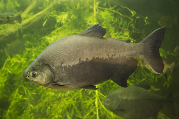 Wall Mural - Tambaqui (Colossoma macropomum). Pacu noir.