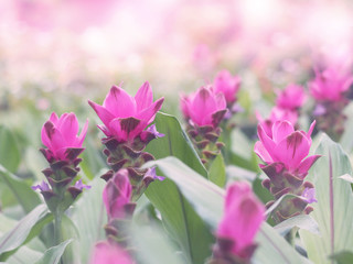 Wall Mural - pink siam tulip at the meadow