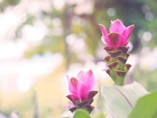 Wall Mural - pink siam tulip at the meadow