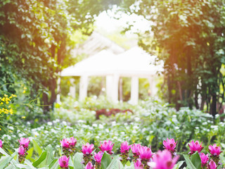 Wall Mural - pink siam tulips meadow in garden