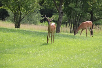 Young Buck