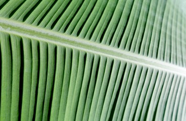 Close-up Background of a bright green banana leaf back lit by glowing sunshine in tropical garden light, green color nature concept