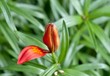 blooming Bud of tiger Lily