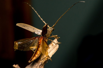 Wall Mural - Male brown Deep mountain oak wood borer longhorn beetle (Coleoptera: Cerambycidae: Cerambycinae: Massicus scapulatus) hardened forewings raised, hindwings unfolding, ready to fly with dark background