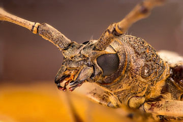 Wall Mural - Extreme zoom close up of male brown Deep mountain oak wood borer longhorn beetle (Coleoptera: Cerambycidae: Cerambycinae: Cerambycini: Massicus scapulatus) isolated with soft colourful background