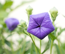 Big Violet Bud Of Balloon Flower With Next Small Buds In The Background. 