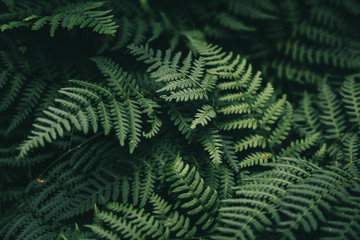 natural green fern wallpaper